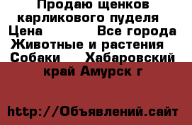 Продаю щенков карликового пуделя › Цена ­ 2 000 - Все города Животные и растения » Собаки   . Хабаровский край,Амурск г.